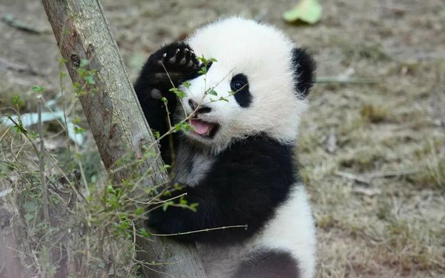天啊,这只大熊猫长得好潦草