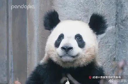 天啊,这只大熊猫长得好潦草