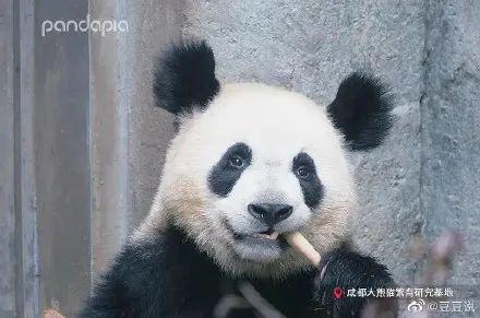 天啊,这只大熊猫长得好潦草