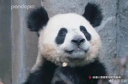 天啊,这只大熊猫长得好潦草
