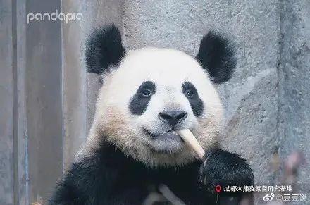 天啊,这只大熊猫长得好潦草