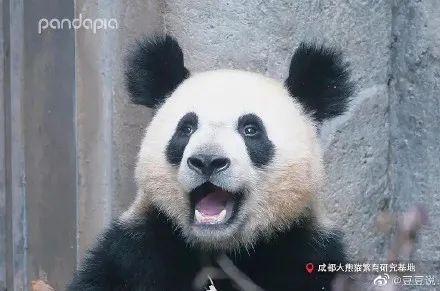 天啊,这只大熊猫长得好潦草