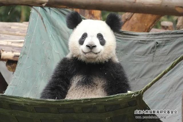 天啊,这只大熊猫长得好潦草