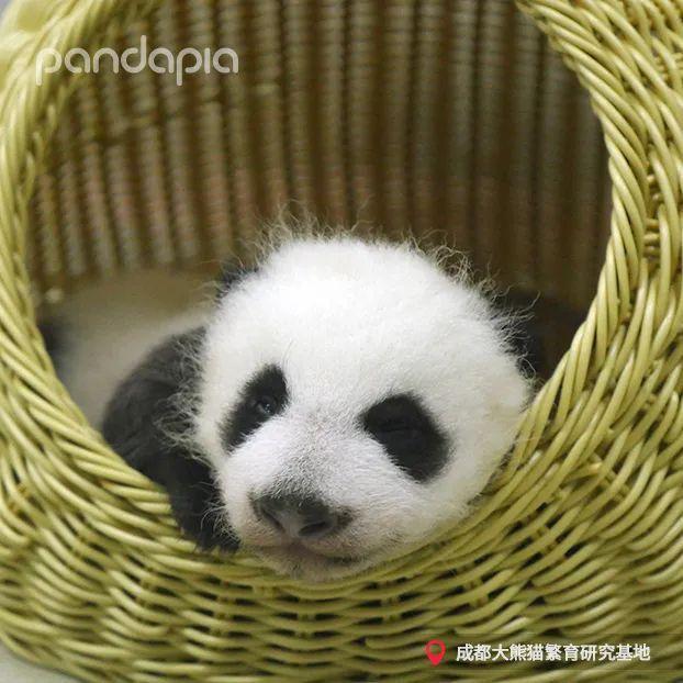 天啊,这只大熊猫长得好潦草