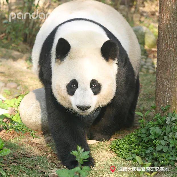 天啊,这只大熊猫长得好潦草