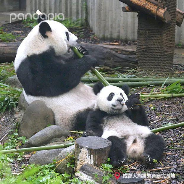 天啊,这只大熊猫长得好潦草