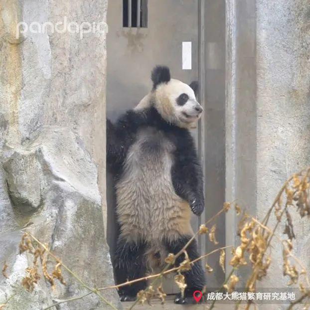 天啊,这只大熊猫长得好潦草
