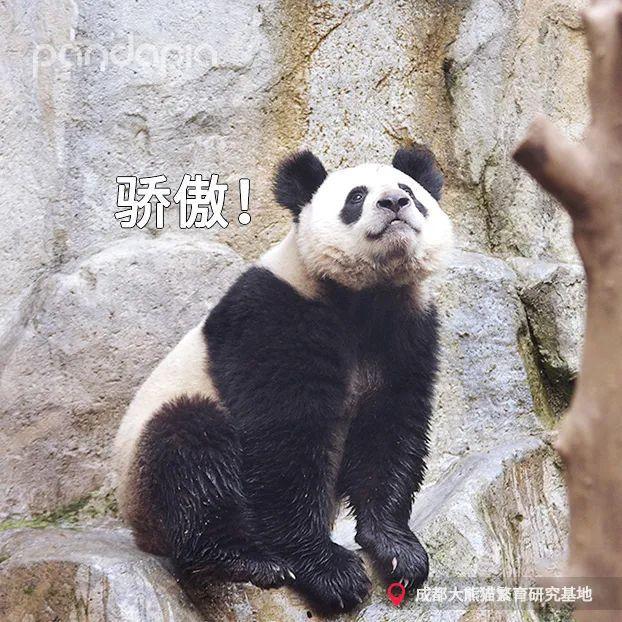天啊,这只大熊猫长得好潦草