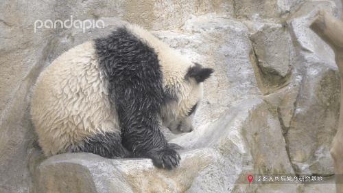 天啊,这只大熊猫长得好潦草
