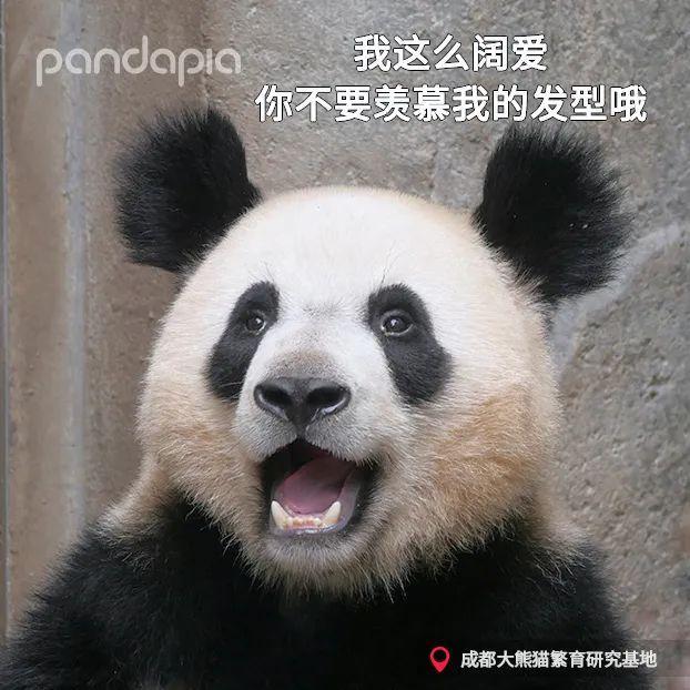 天啊,这只大熊猫长得好潦草