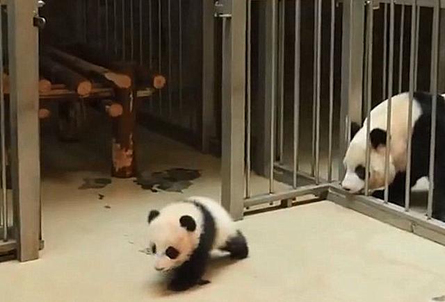 大熊猫宝宝被妈妈叼回去(大熊猫妈妈打宝宝) 大熊猫宝宝被妈妈叼回去(大熊猫妈妈打宝宝)