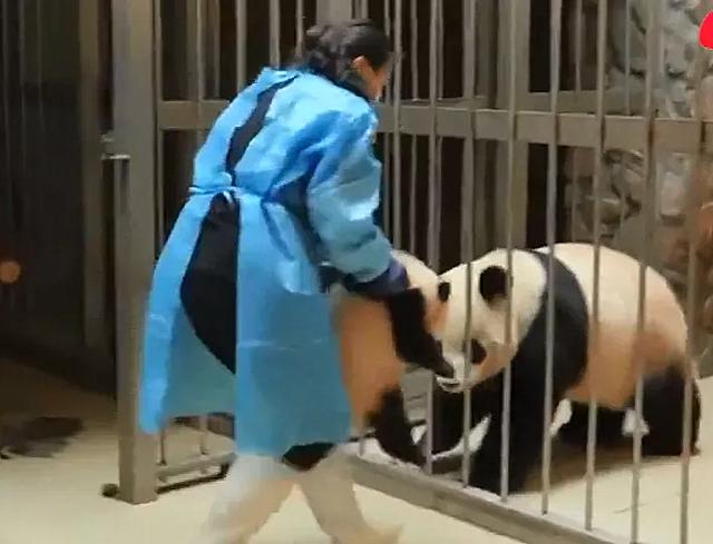 熊猫宝宝溜出笼子,逮回去后还被妈妈暴揍一顿:同一个世界同个妈