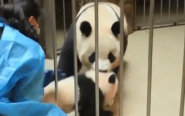熊猫宝宝溜出笼子,逮回去后还被妈妈暴揍一顿:同一个世界同个妈