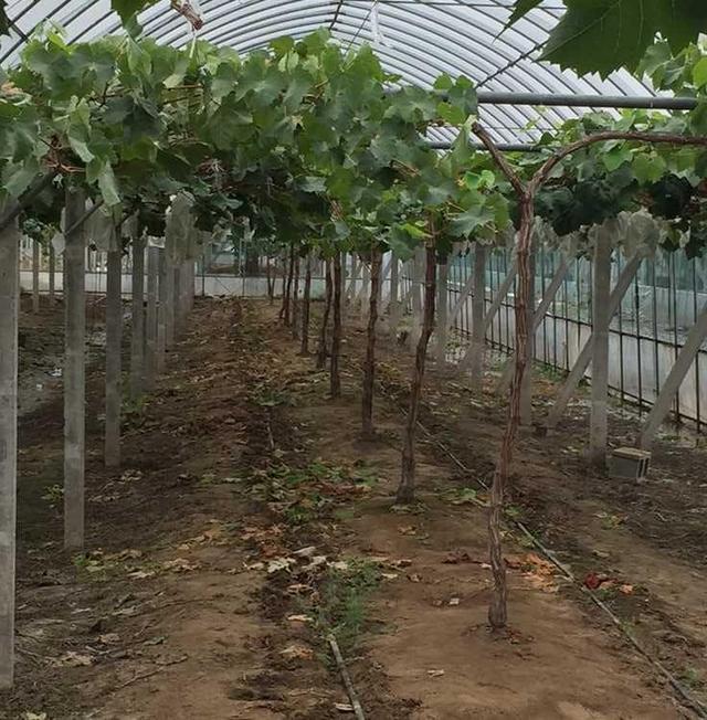 国内种得最好的阳光玫瑰葡萄