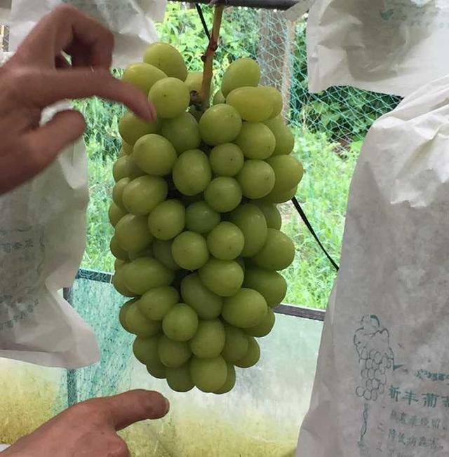 国内种得最好的阳光玫瑰葡萄