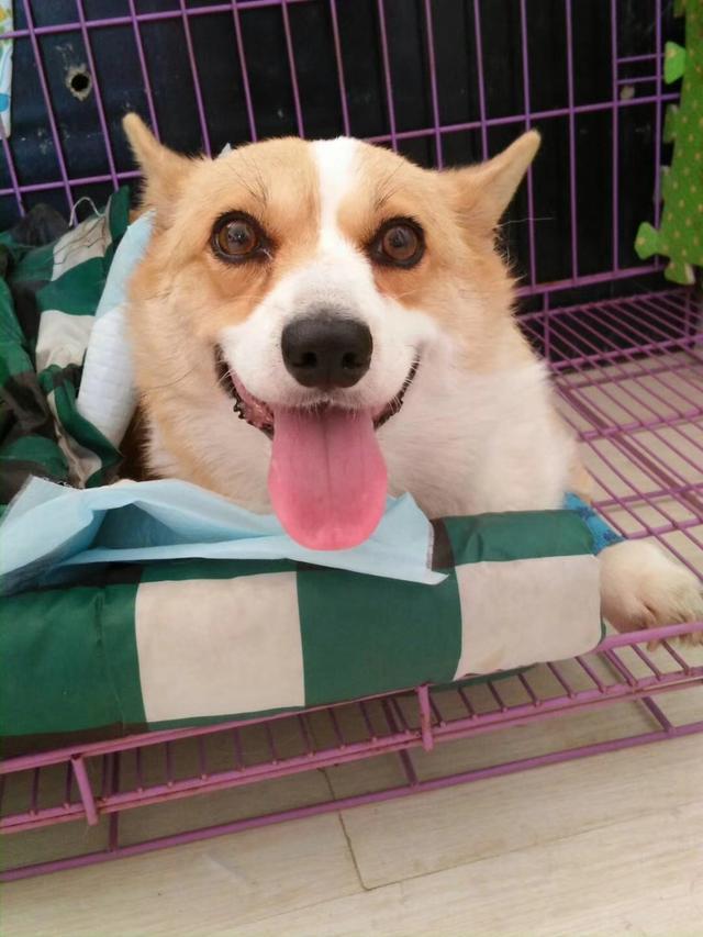 卡迪根威尔士柯基犬(卡迪根威尔士柯基犬、彭布罗克威尔士柯基犬) 卡迪根威尔士柯基犬(卡迪根威尔士柯基犬、彭布罗克威尔士柯基犬)